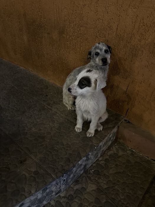 Отдадим даром щенков