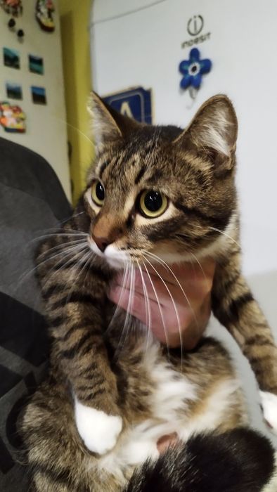 Отдам в добрые руки