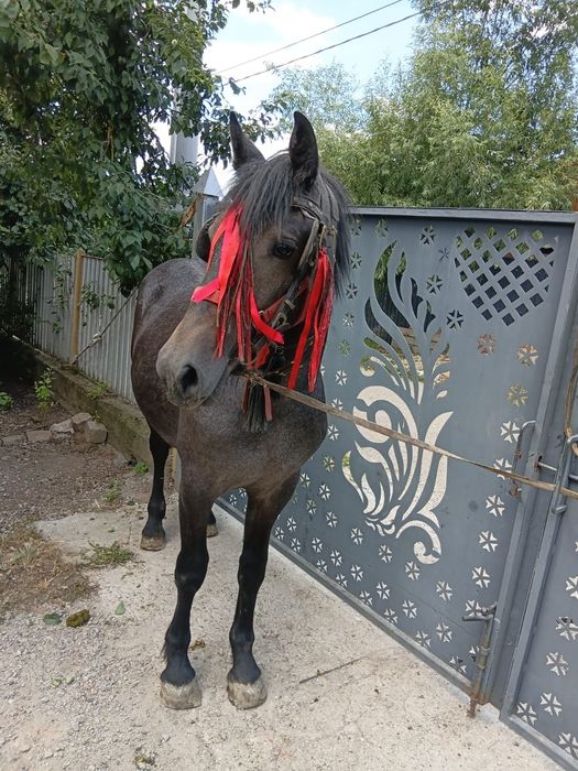 Mânză, 1 an de zile