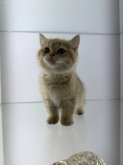 Британец мальчик тозза золотая шиншилла табби