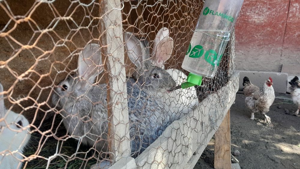 Vand iepuri hecoli 3 luni 2 iepuroi și 4 iepuroaice