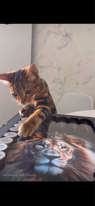 Бенгальский кот, 7-8 месяцев, мальчик