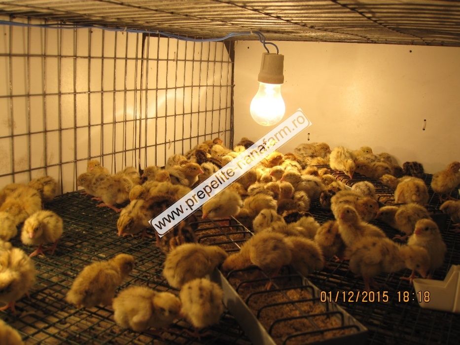 cusca 80 prepelite+adapatori automate