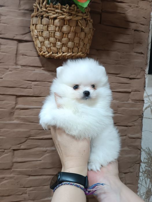 Щенки шпица.девочки