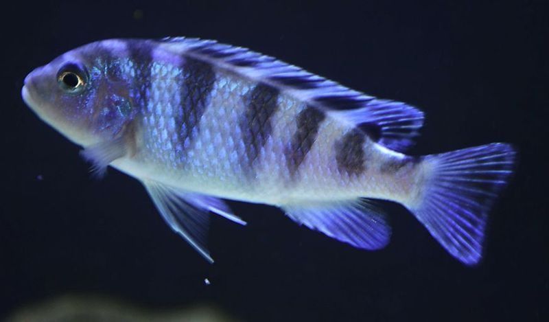 Псевдотрофеус Ломбардо