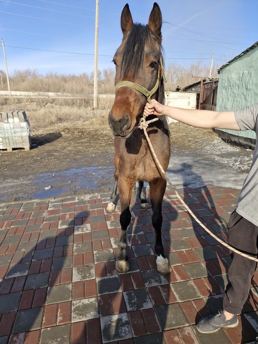 Продам молодова жеребца!