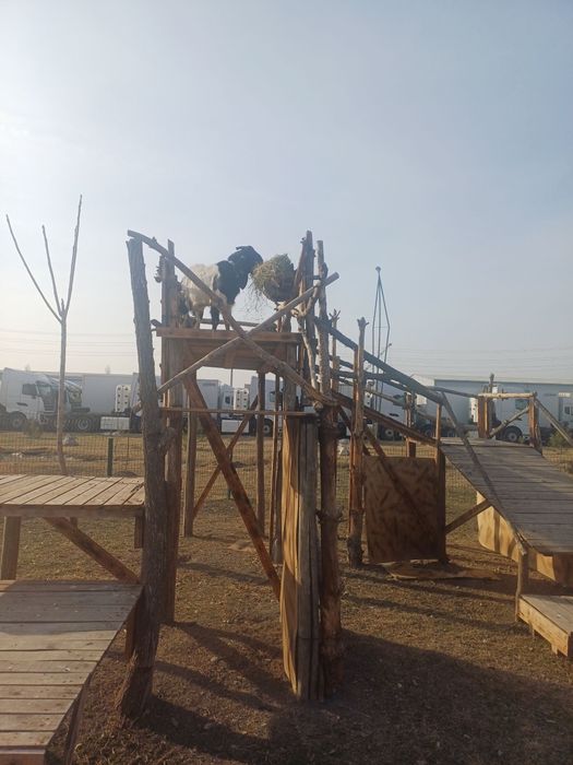 Зоти тоза Битал ечки Така