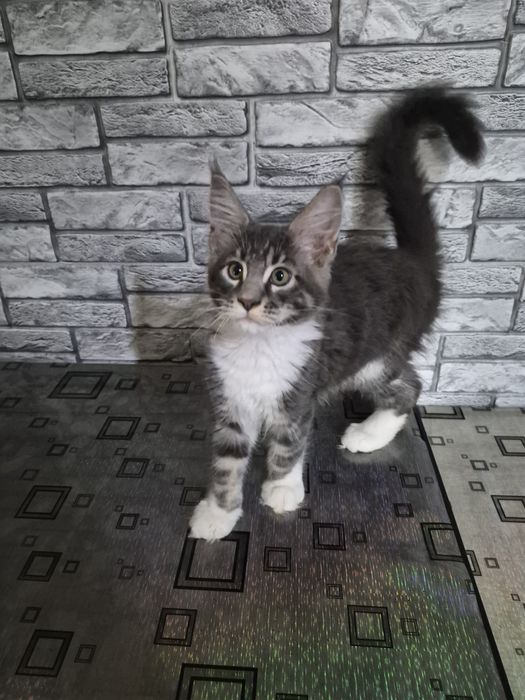 Котята мейн кун. Готовы ехать к вам