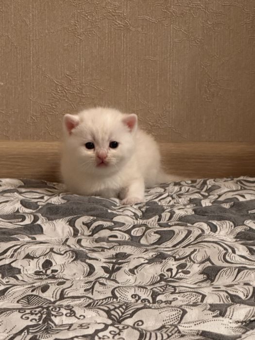 Котенок мальчик.