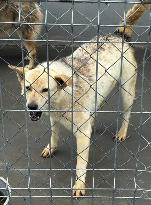 Adopta un caine - un sufletel are nevoie de stapan!