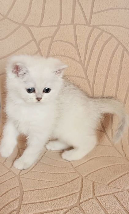 British shorthair