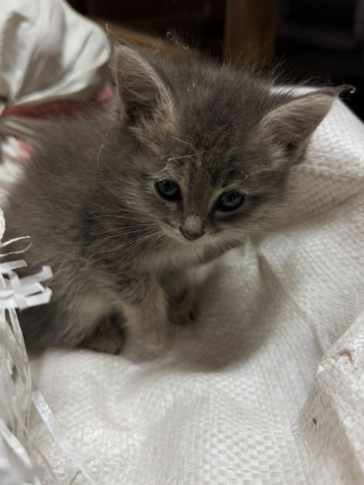 Котёнок в добрые руки