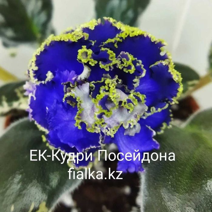 Продам фиалки в Алматы, комнатные сортовые фиалки, коллекционные