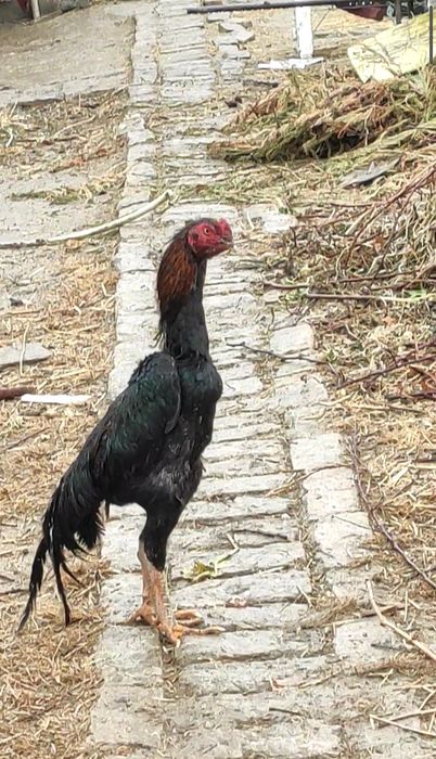 Shamoga vetnam jo'ja mayski