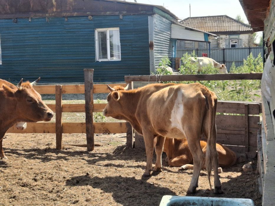 Продам коров молодые с телятами