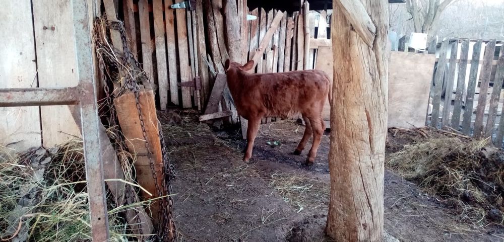 Vitea Baltata Romaneasca