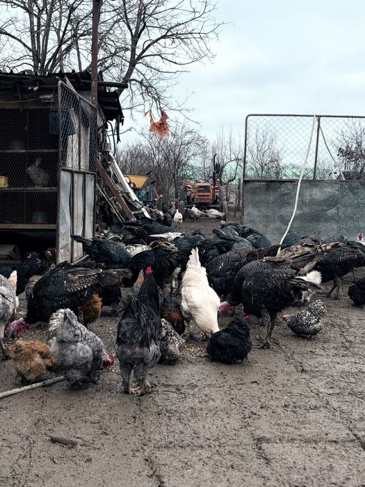 Curci și curcani de vânzare – crescuți acasă