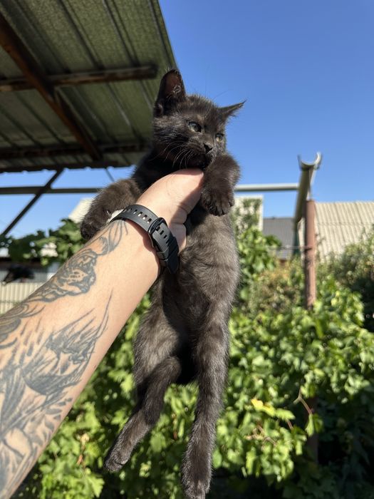 Отдам котят в добрые руки
