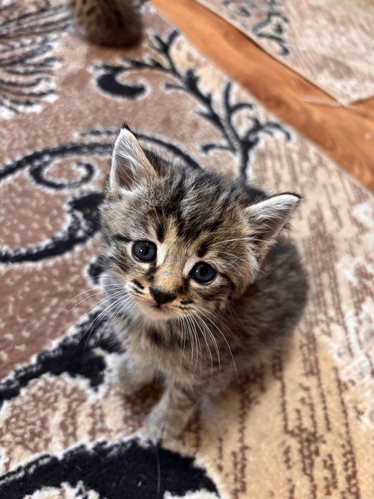 Отдам котят в добрые руки
