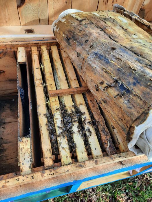 Асалари оиласи сотилади