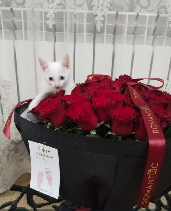Цаеты РОЗА 51 шт