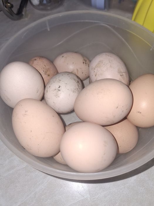Яйца куриные домашние