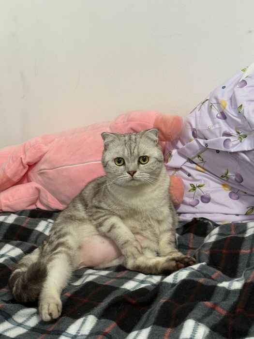 Шотландский веслоухий кот