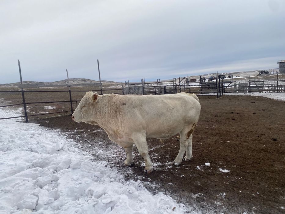 Әулиекөл тұқымды сиыр және бұқа