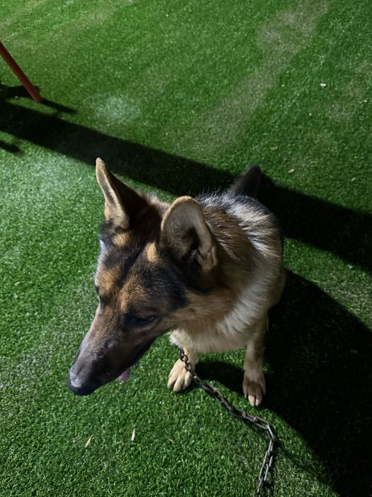 Түркістан овчарка еркек