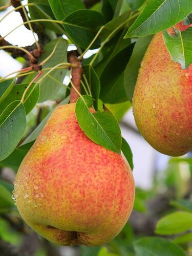 Par (Soiul Harroe Sweet )