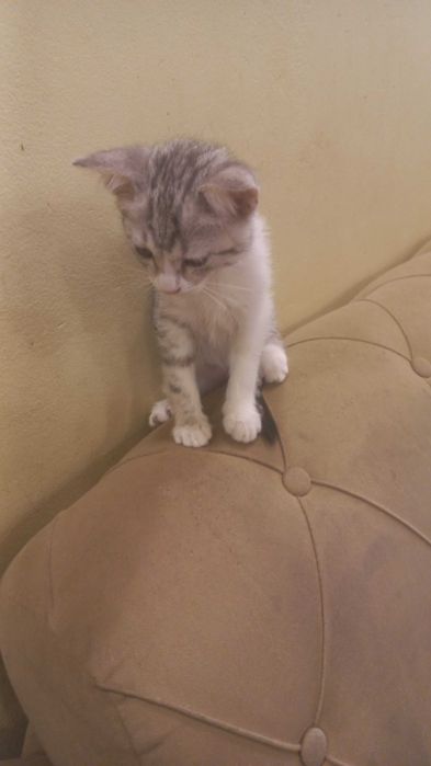 Котята на Стройконторе