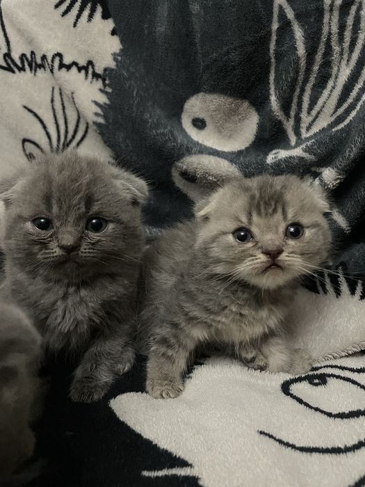 Вислоухие котята шотландские