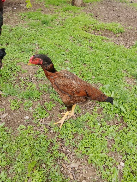 Дакан кораз сатылады