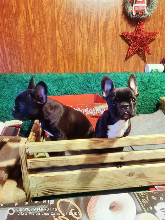 Френски булдог -