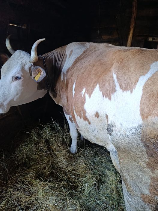 Vaca de bălțată românească