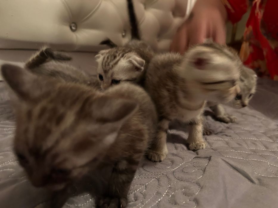 шотландские котята вислоухие