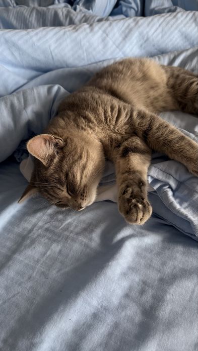 Отдам Кошку 5-6 месяцев