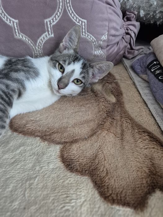 Отдам  котят  бесплатно