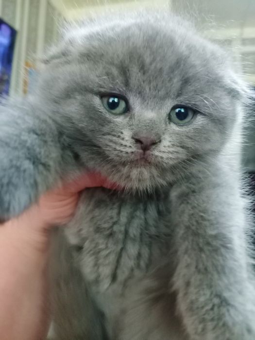 Срочно продаются Фолд и Страйт котята