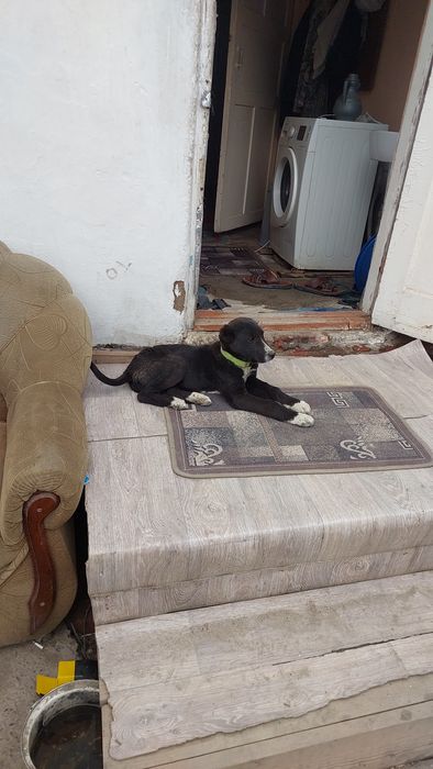 Алабай кушик сатылады