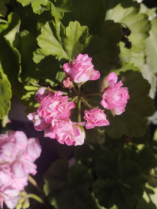 Продам пеларгонию