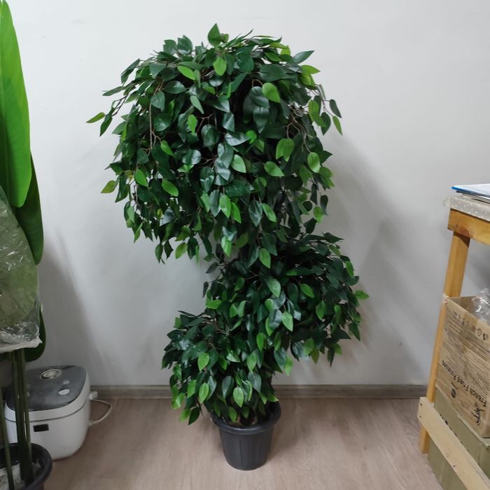 Фикус Бенджамина