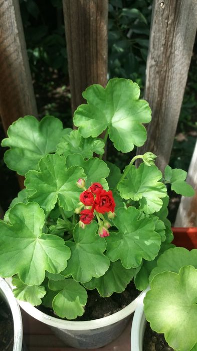 Продам герани, пеларгонии