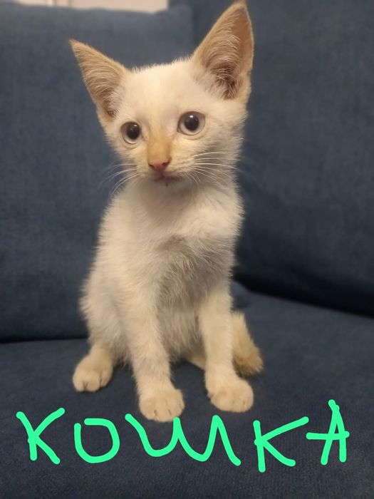 отдам котят даром