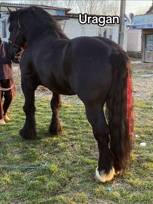 Pentru Monta.                                   .