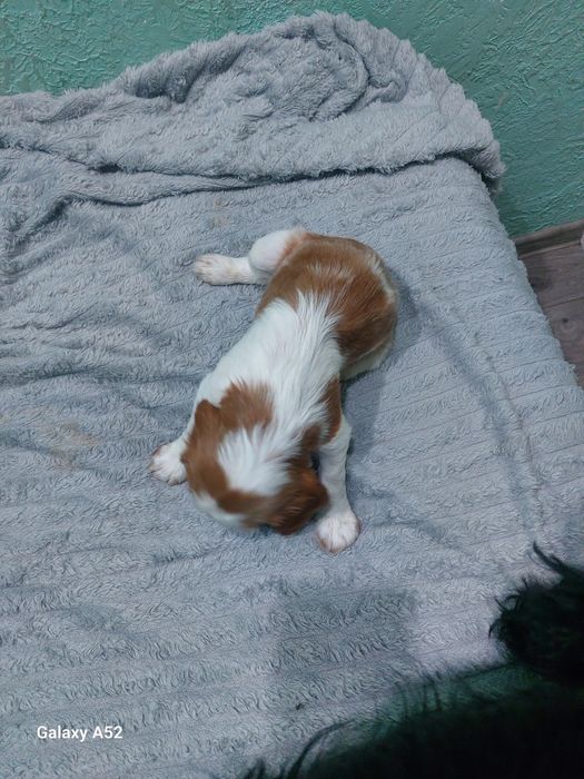 Щенки спаниель  !!!