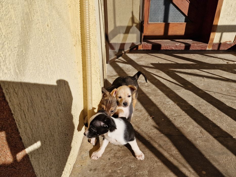 Подарявам ваксинирани кученца