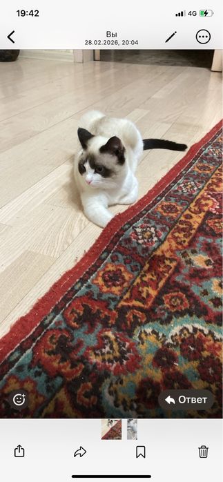 Кошечка подросток  в добрые руки.