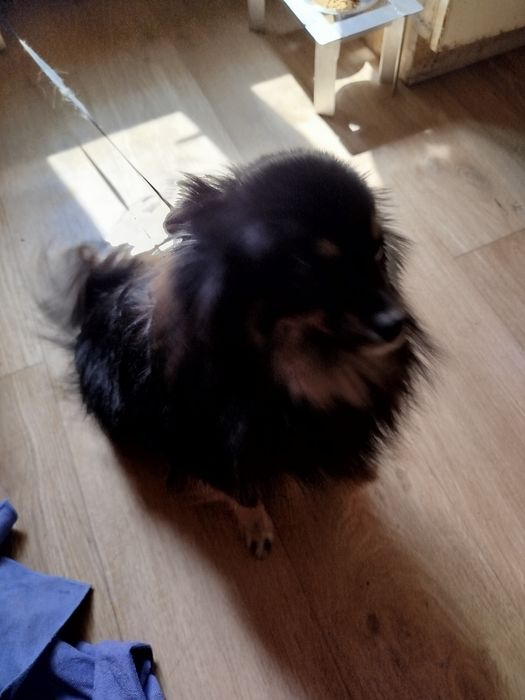 Продам шпица  девочку