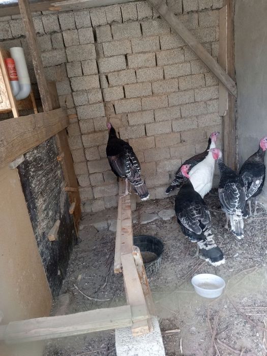 Куркаларимиз сотилади